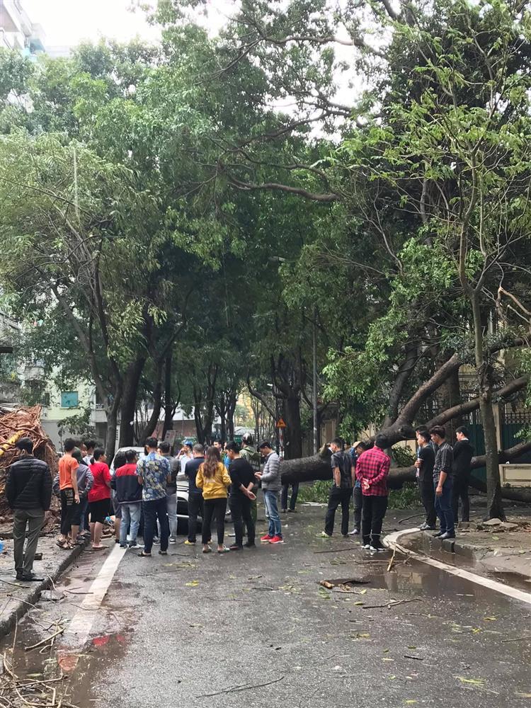 Mưa giông lớn ở Hà Nội, nhièu cây xanh bật gốc đổ vào phương tiện bên đường